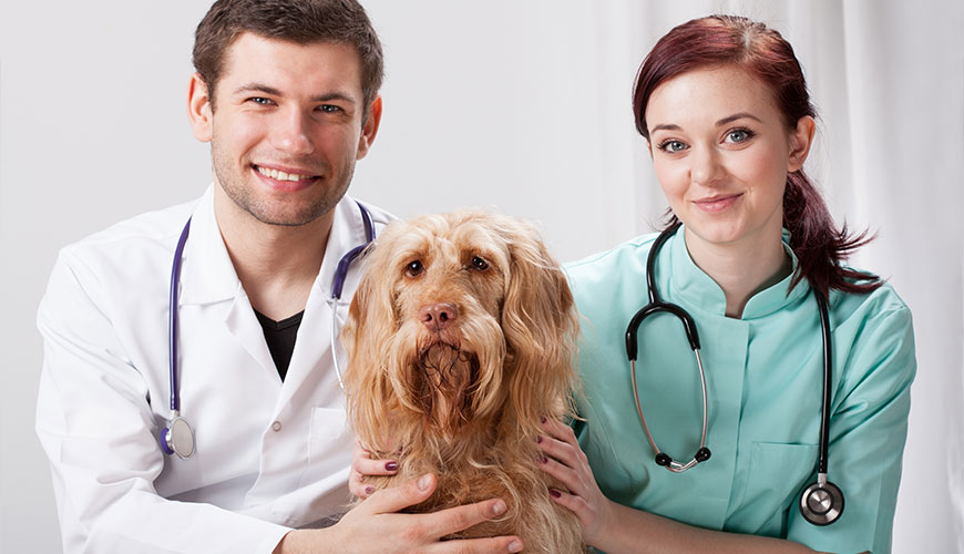 Assistenti veterinari che coccolano un cane